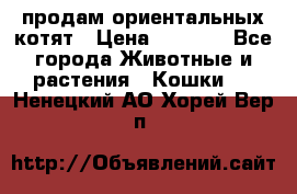 продам ориентальных котят › Цена ­ 5 000 - Все города Животные и растения » Кошки   . Ненецкий АО,Хорей-Вер п.